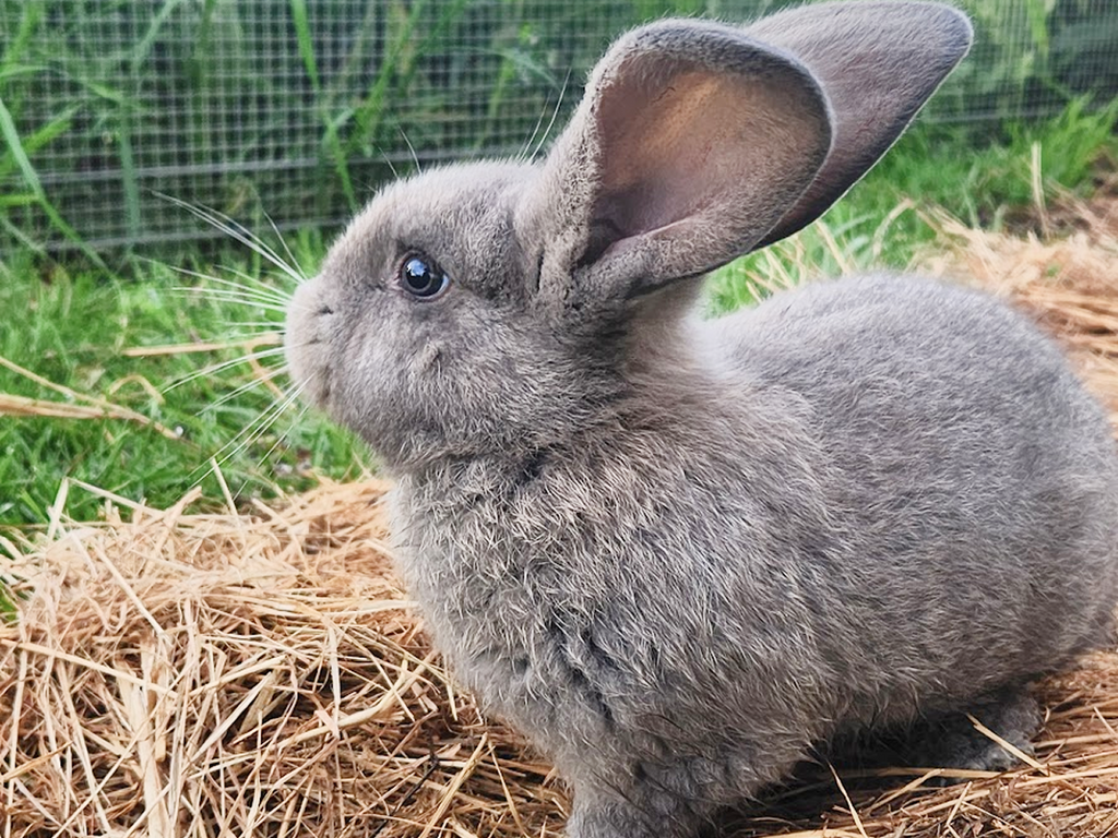 Ash - Grey, Blue Boy - Aug 2025 Litter