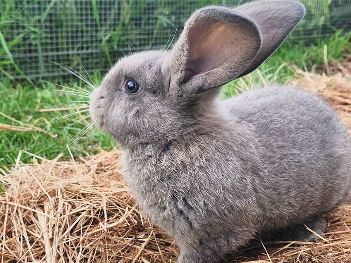 Ash - Grey, Blue Boy - Aug 2025 Litter