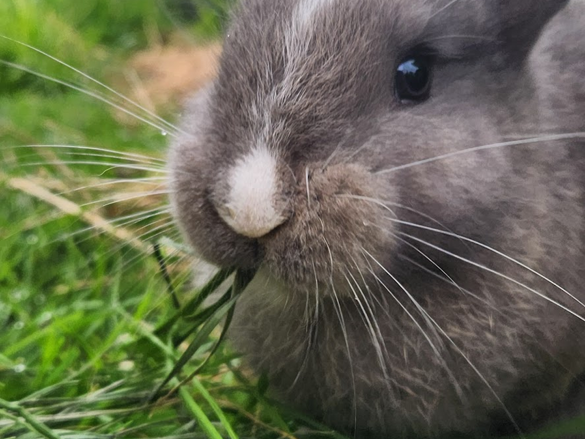 Ash - Grey, Blue Boy - Aug 2025 Litter