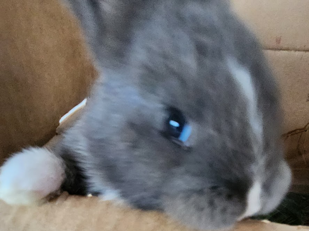 Ash - Grey, Blue Boy - Aug 2025 Litter