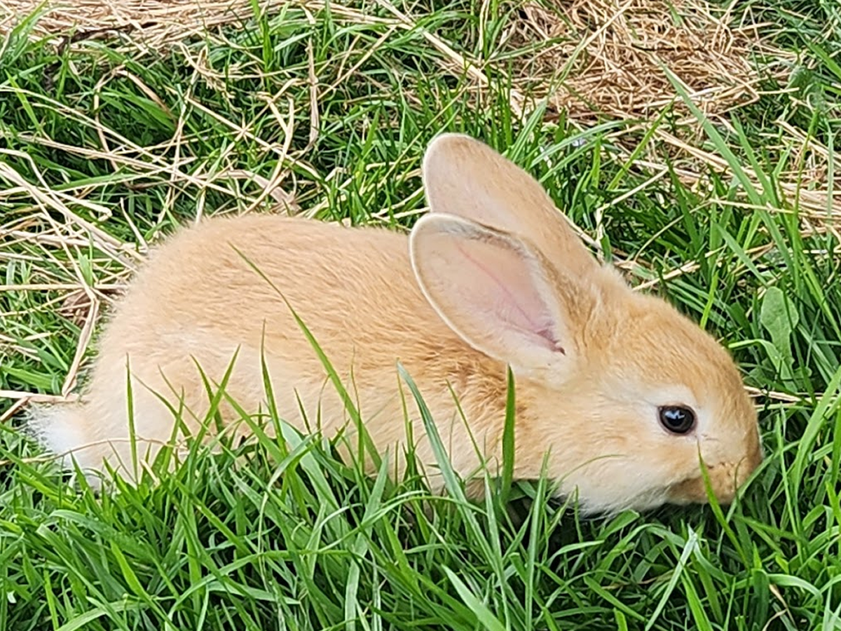 Daisy - Golden, Tan Girl - Aug 2025 Litter