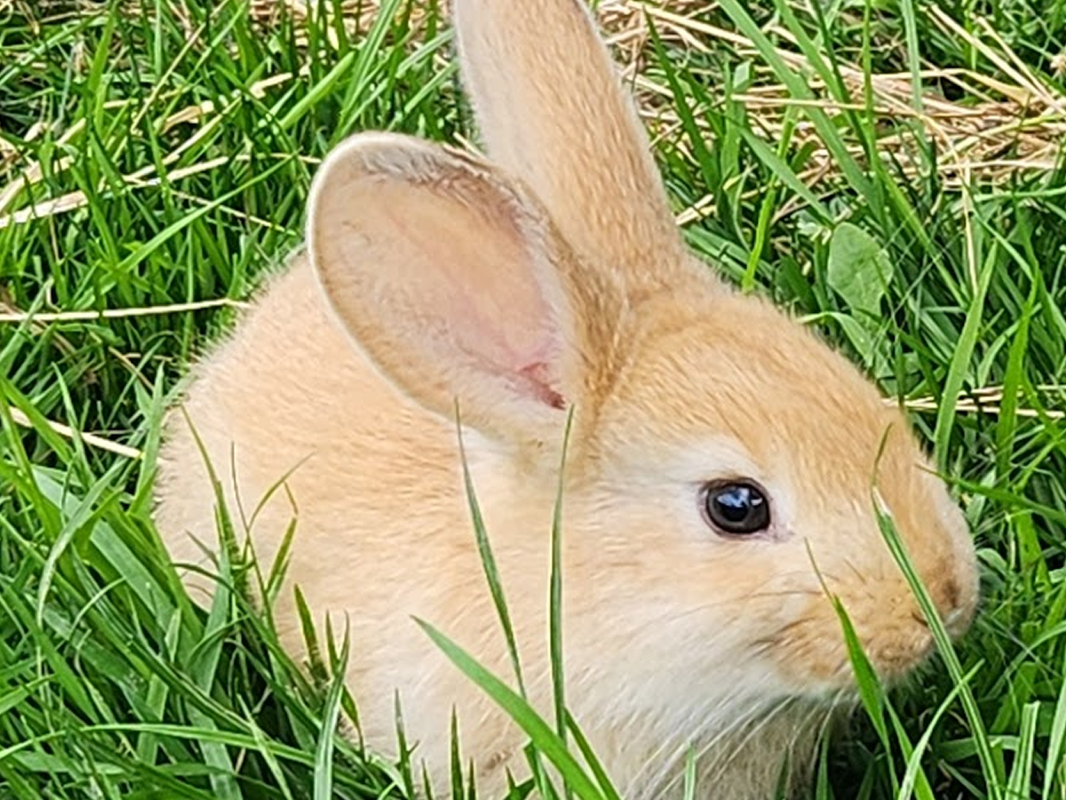 Daisy - Golden, Tan Girl - Aug 2025 Litter