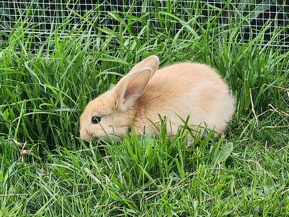 Daisy - Golden, Tan Girl - Aug 2025 Litter