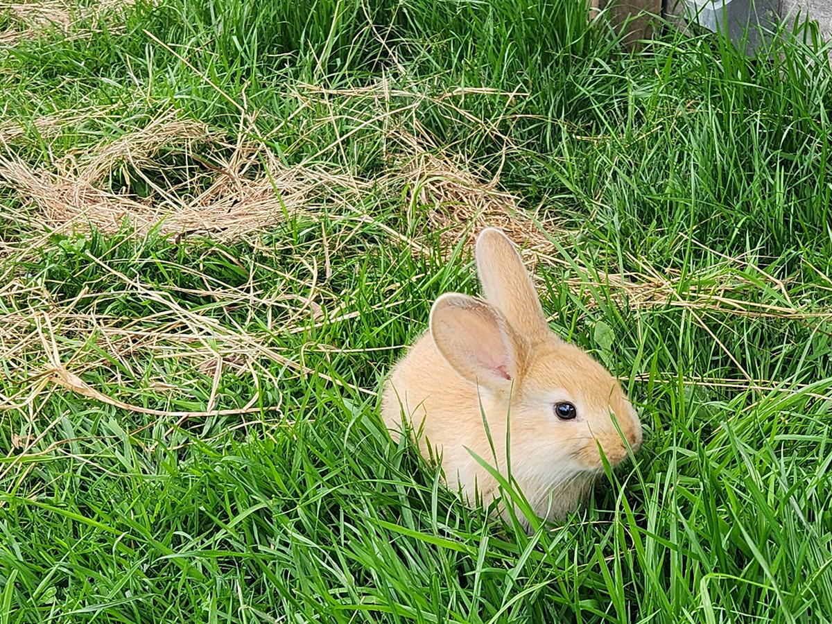 Daisy - Golden, Tan Girl - Aug 2025 Litter