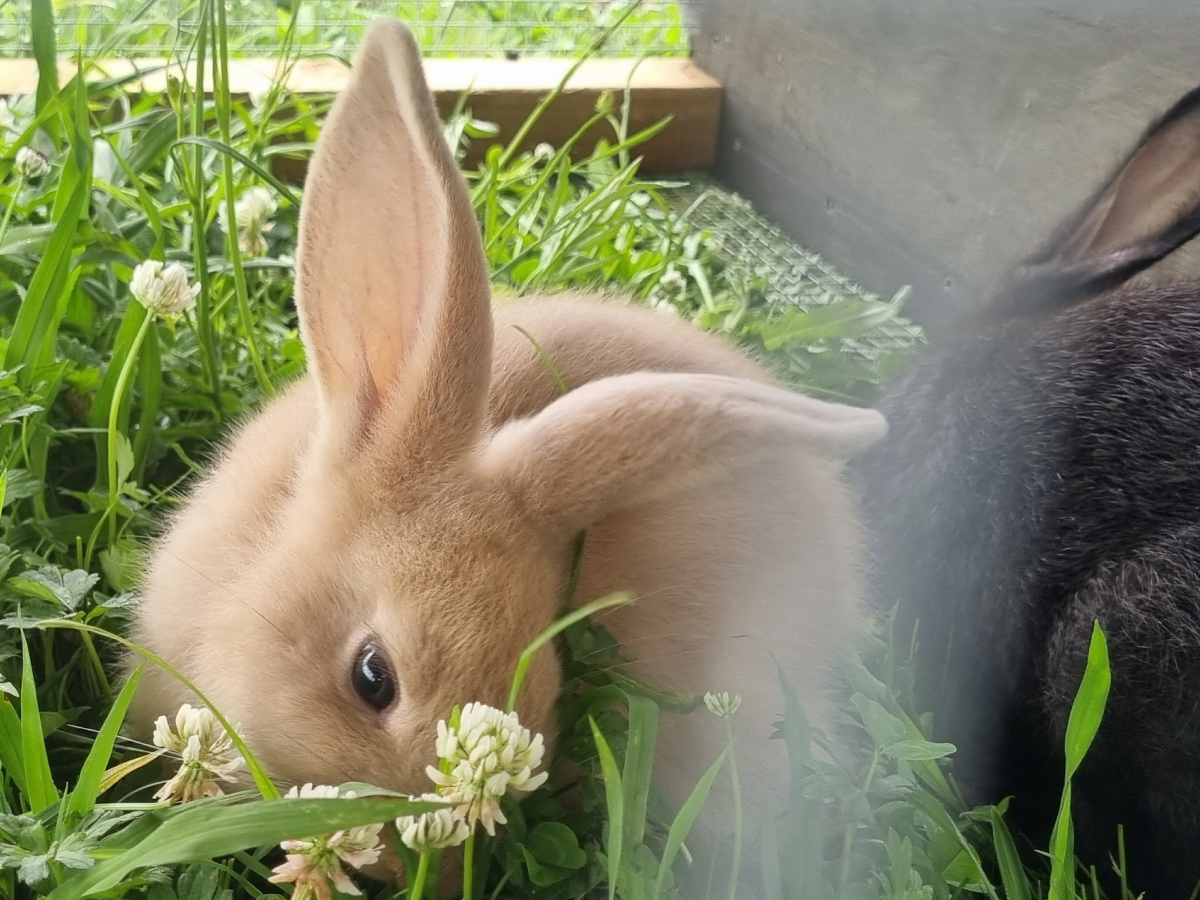 Massi - Golden, Tan Girl - Aug 2025 Litter