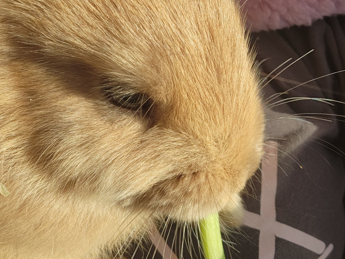 Massi - Golden, Tan Girl - Aug 2025 Litter