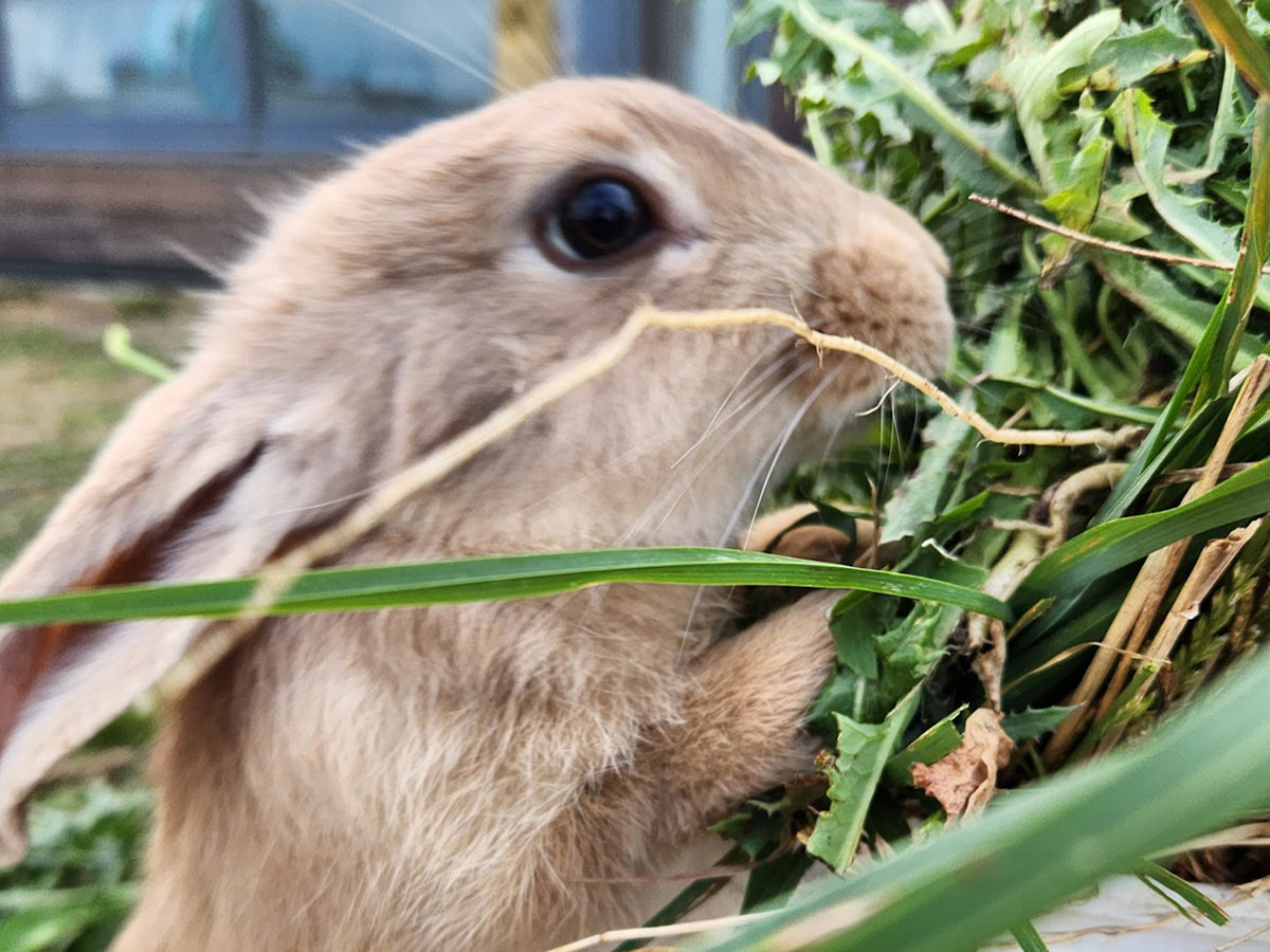 Massi - Golden, Tan Girl - Aug 2025 Litter