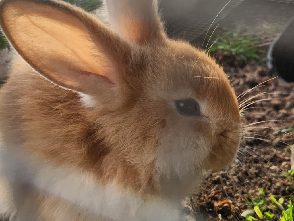 Pipi - Golden, Tan Girl - Aug 2025 Litter