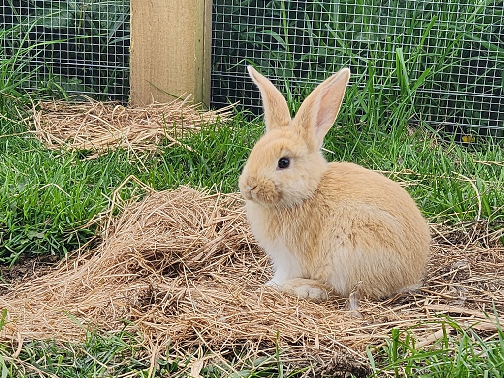 Pipi - Golden, Tan Girl - Aug 2025 Litter