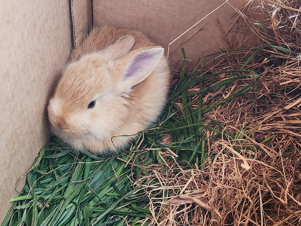 Pipi - Golden, Tan Girl - Aug 2025 Litter